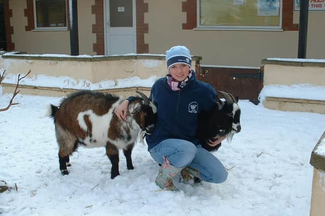 The goats, also feeling the cold.