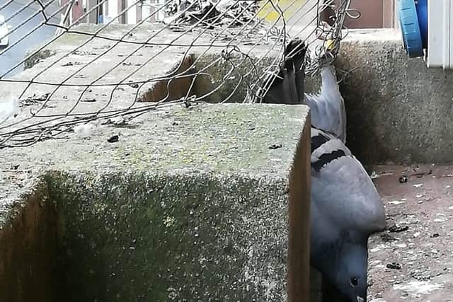 A pigeon trapped in the netting at Louth Town Hall early last year.