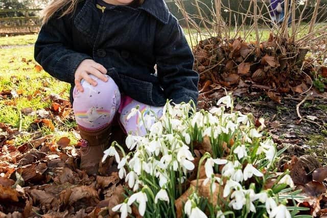 Astrid Busse-Wilson, age five, enjoying the snowdrops.