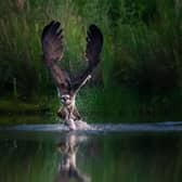 WINNER: Pete Stevens’ picture of an osprey catching a fish was the winner of the 2020 ‘Inspired By Nature’ photo competition.