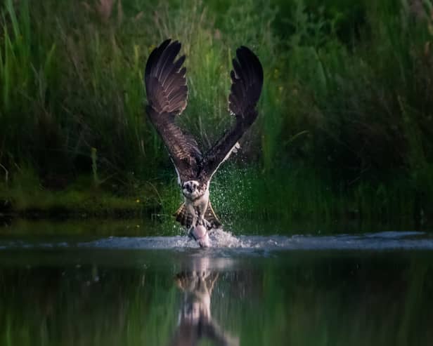 WINNER: Pete Stevens’ picture of an osprey catching a fish was the winner of the 2020 ‘Inspired By Nature’ photo competition.