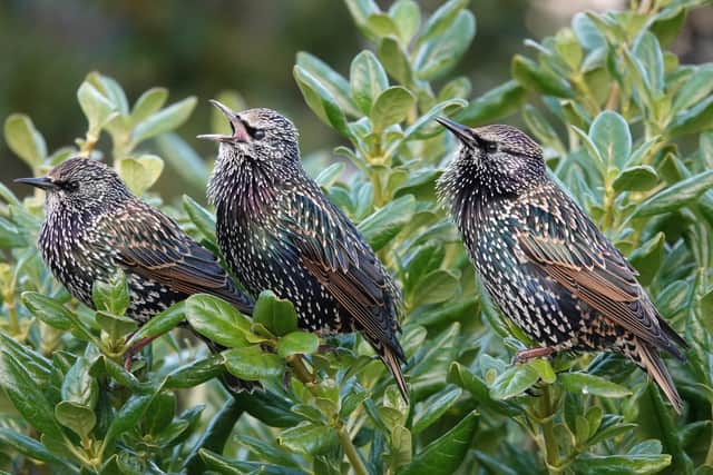 A trio of starlings in song. Picture: Adrian Thomas.