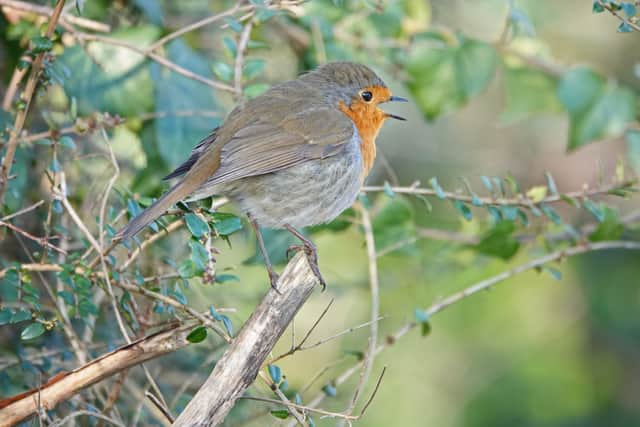 A robin bursts into song. Picture: Adrian Thomas.