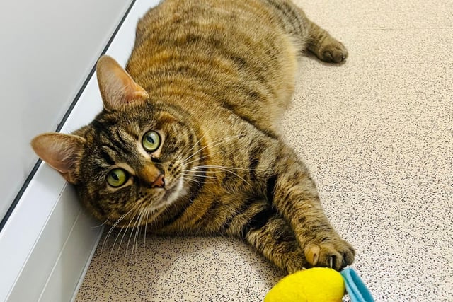 Belle came to the RSPCA as her owners couldn't keep her anymore. She is very vocal and loves people, and loves a good tickle and stroke. She does have a playful side and likes to play with ping pong balls and a straw!