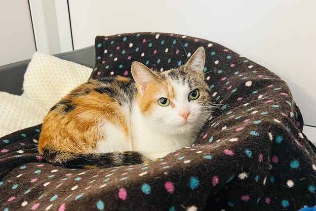 Peggy came to the centre as a stray, but despite this unsteady start to life she has always been extremely friendly and fond of people. She has just learned how to play with her toy fish and now she is having a blast at the RSPCA - but she does want a forever home and family to settle down with.