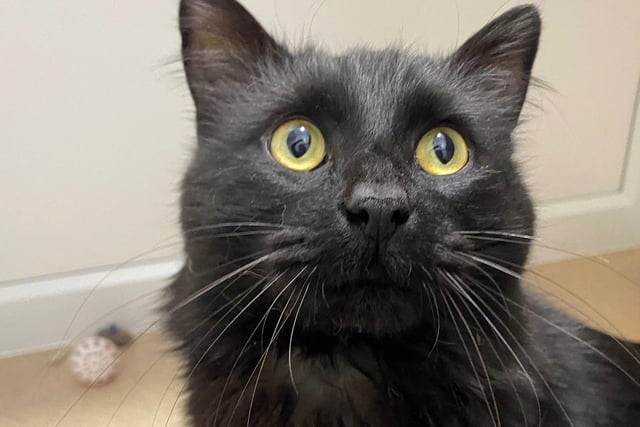 Percy is only one year old and was sadly given up by his previous owner as they had to go into hospital. He loves to chase his ball across the room and has a very loving and cheerful energy.