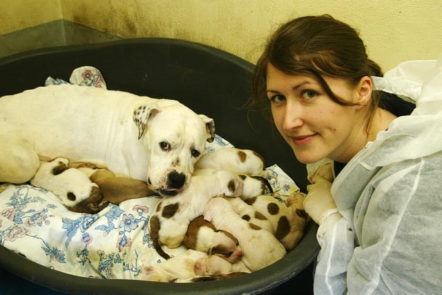American bulldog Maya and her 13 pups, born in February 2009, with Cathryn Tyas at the Halifax RSPCA