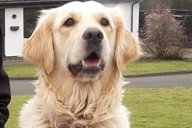New trials at Lincolnshire hospitals will help establish if dogs can sniff out coronavirus.