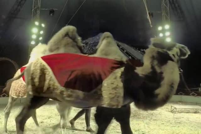 A camel performing at Circus Mondeo.