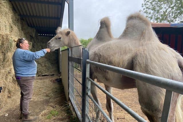 The camels are being cared for on the farm.