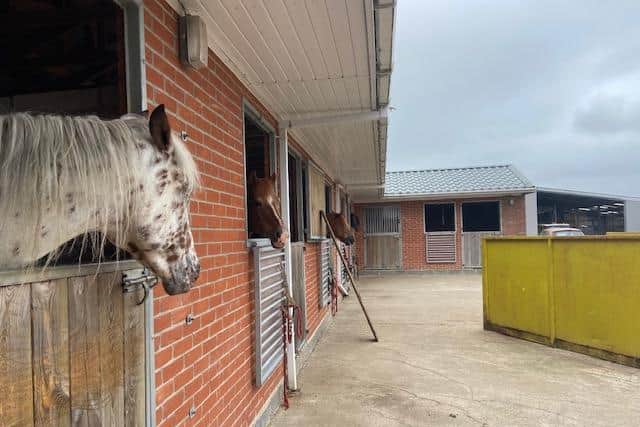 Horses waiting for the day they can perform again. Grazing the fields on the farm means no hay for winter though.