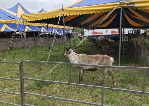 Animals in the circus zoo are missing seeing people.