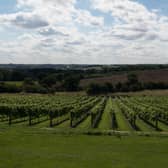 Ovens Farm vineyard is situated in the heart of the Lincolnshire Wolds in Harrington.