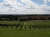 Ovens Farm vineyard is situated in the heart of the Lincolnshire Wolds in Harrington.