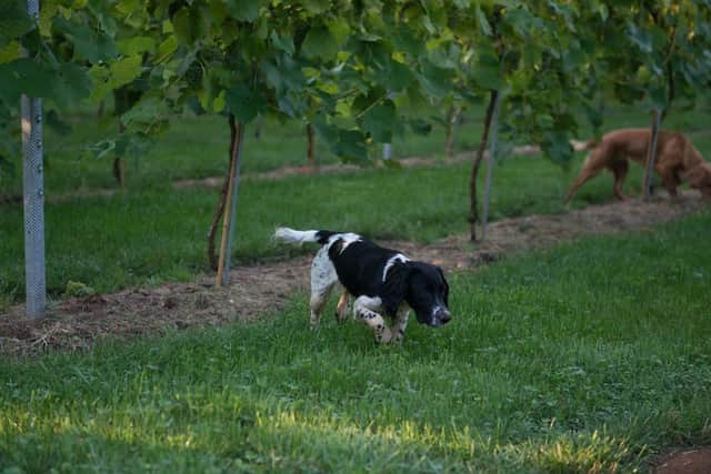The farm cocker spaniels have a very important job chasing away rabbits.