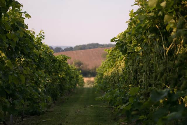 There are 6,000 vines over five acres at Ovens Farm vineyard - forget you are in Lincolnshire and it would be easy to imagine you are in France.