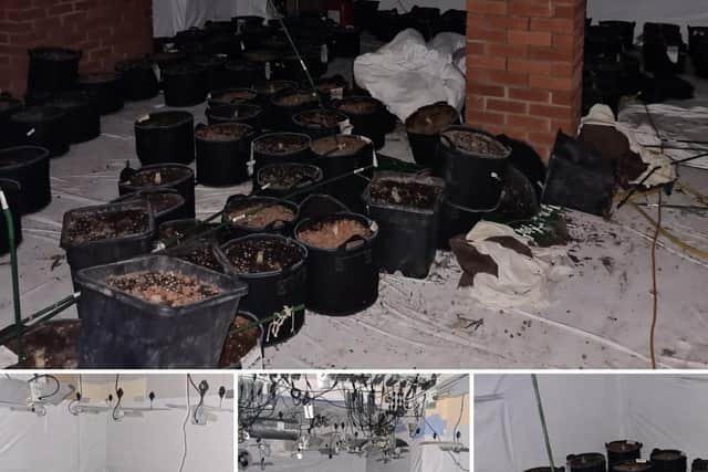 The remnants of a cannabis grow discovered in Mablethorpe.