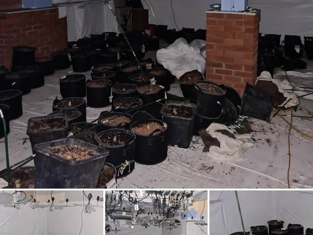 The remnants of a cannabis grow discovered in Mablethorpe.