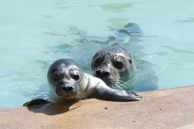 Pixie and her new seal pup enjoying the sun.