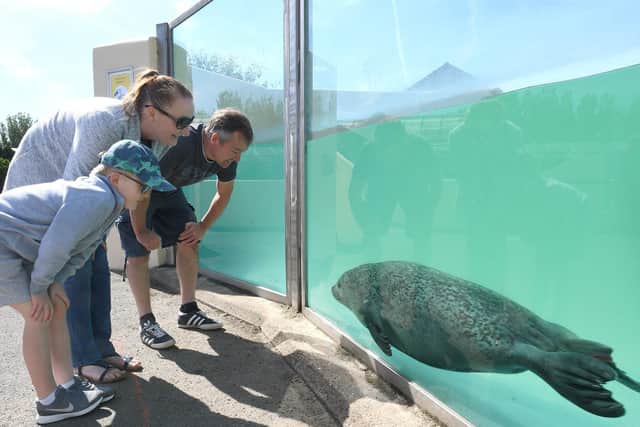 Gemma and Barry Flavell of Rutland with their son Liam Flavell, 7, at the seal pool.