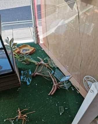 Some of the broken glass inside the pet shop.