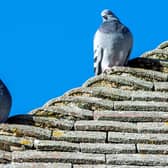 Pigeons on the Post Office roof.