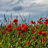 Remembrance (stock image)