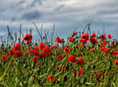 Remembrance (stock image)