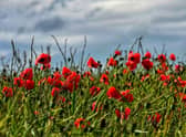Remembrance (stock image)