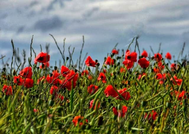 Remembrance (stock image)