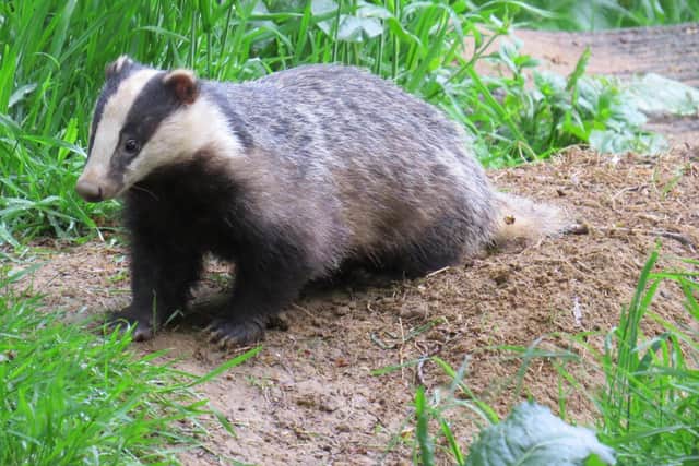 A badger photo taken by Alex White, wildlife photographer with the Oxfordshire Badger Group charity.
