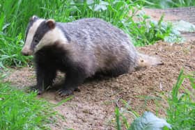 A badger photo taken by Alex White, wildlife photographer with the Oxfordshire Badger Group charity.