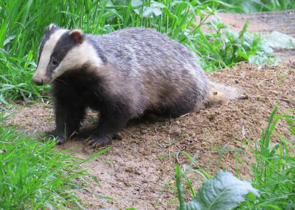A badger photo taken by Alex White, wildlife photographer with the Oxfordshire Badger Group charity.