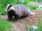A badger photo taken by Alex White, wildlife photographer with the Oxfordshire Badger Group charity.