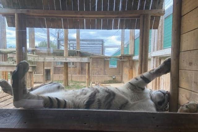Lazy days are over for the animals at the Lincolnshire Wildlife Park.