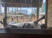 Lazy days are over for the animals at the Lincolnshire Wildlife Park.