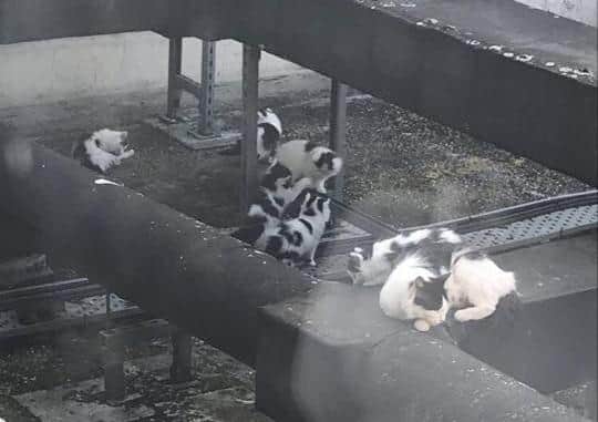 The picture that revealed three more kittens needed to be found after the mission initially appeared complete.
