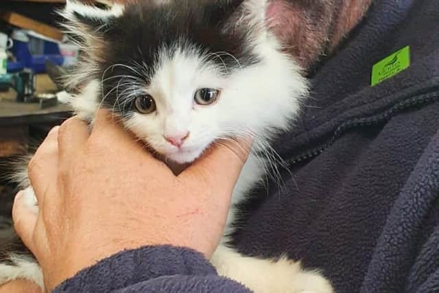 Billy with one of the kittens.