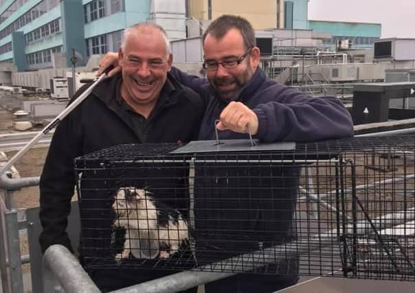 Mission complete (this time for real) ... Billy White (left) and Richard Gatenby, from the estates and facilities team, leading figures in the rescue, with the final kitten.