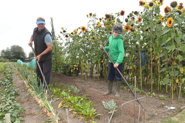 Cameron Dean 11, grew this impressive crop of sunflowers at Spilsby Allotments and loves getting out with his dad, Paul. Next up are his onions.