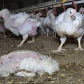 Animal Equality UK claims to have uncovered "horrific conditions" at three Moy Park farms in Lincolnshire.