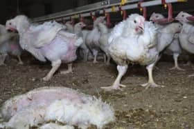 Animal Equality UK claims to have uncovered "horrific conditions" at three Moy Park farms in Lincolnshire.
