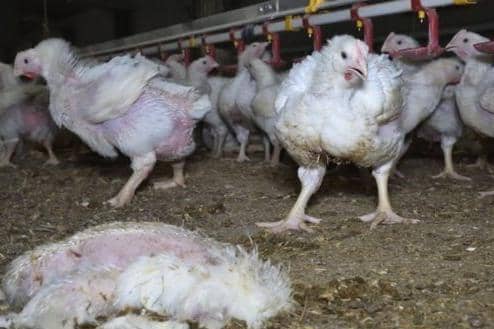 Animal Equality UK claims to have uncovered "horrific conditions" at three Moy Park farms in Lincolnshire.