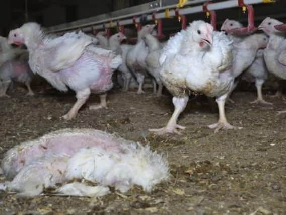 Animal Equality UK claims to have uncovered "horrific conditions" at three Moy Park farms in Lincolnshire.