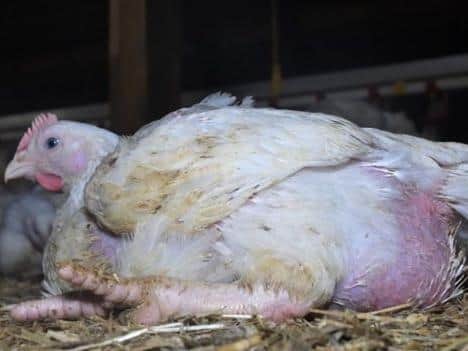 Some chickens were seen suffering from ongoing leg issues and infections, claims the report.