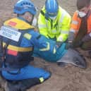 A pregnant porpoise was stranded on Chapel St Leonards beach.