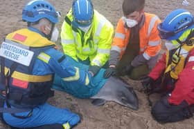 A pregnant porpoise was stranded on Chapel St Leonards beach.