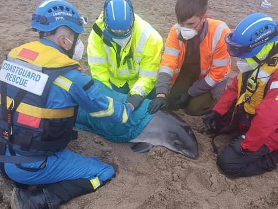 A pregnant porpoise was stranded on Chapel St Leonards beach.