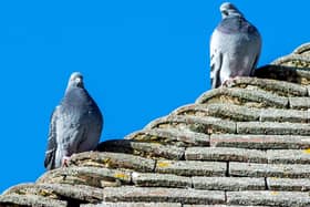 Pigeons on the Post Office roof.