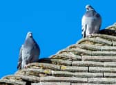Pigeons on the Post Office roof.